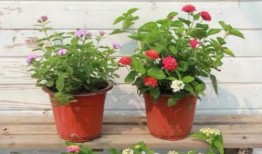 姜堰粥店爆料案件视频最新,惊人内幕曝光，真相令人震惊！