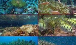 最新爆料海底世界视频,最新海底世界视频揭秘神秘生物与奇异景象