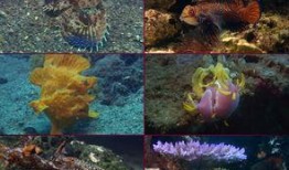 最新爆料海底世界视频,最新海底世界视频揭秘神秘生物与奇异景象